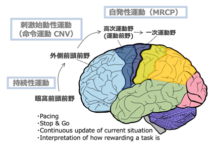 暑熱下における能活動
